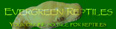 Evergreen Reptiles