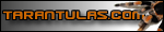 TARANTULAS.com