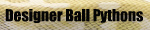 Designer Ball Pythons