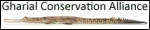 Gharial Conservation Alliance