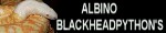 albinoblackheadpython.com