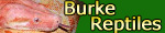 Burke Reptiles