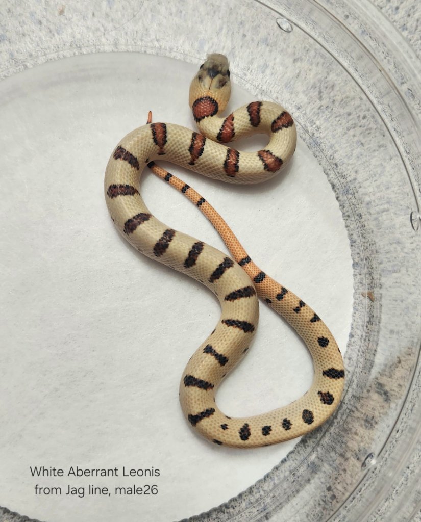 Click me