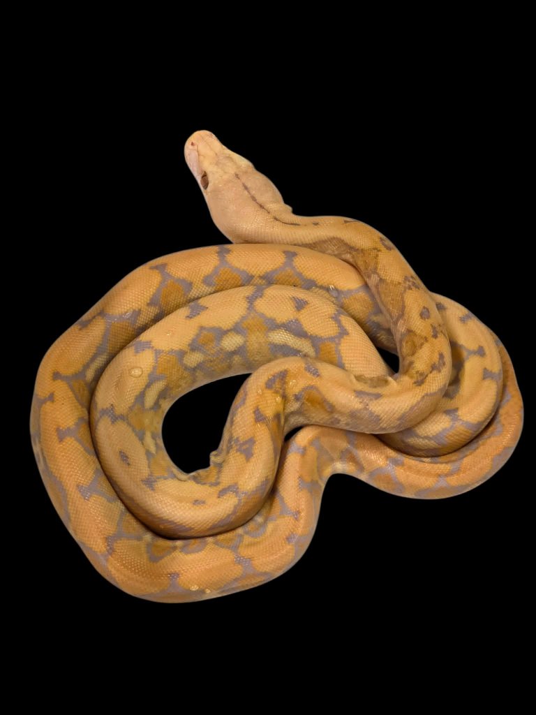 Kingsnake.com Classified Ads - Read Ad - 50% Citrus Albino Tiger