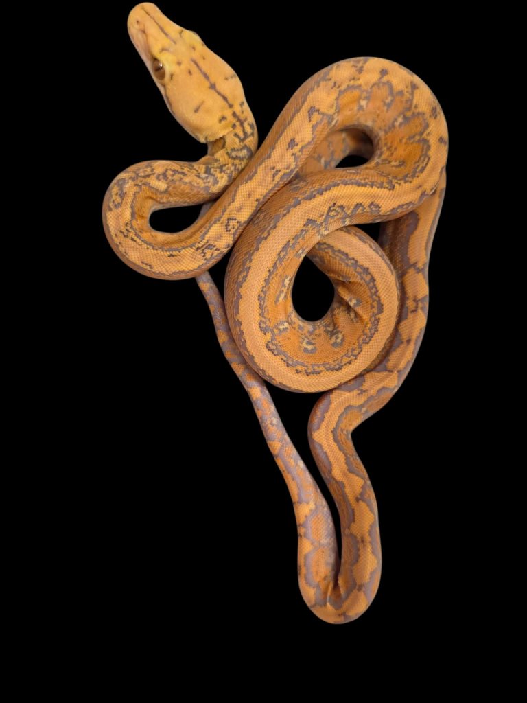 Kingsnake.com Classified Ads - Read Ad - 50% Citrus Albino Marble