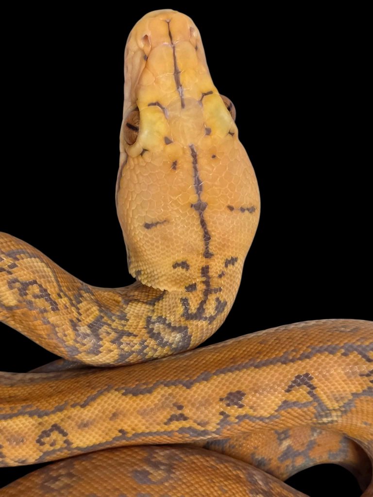 Click me