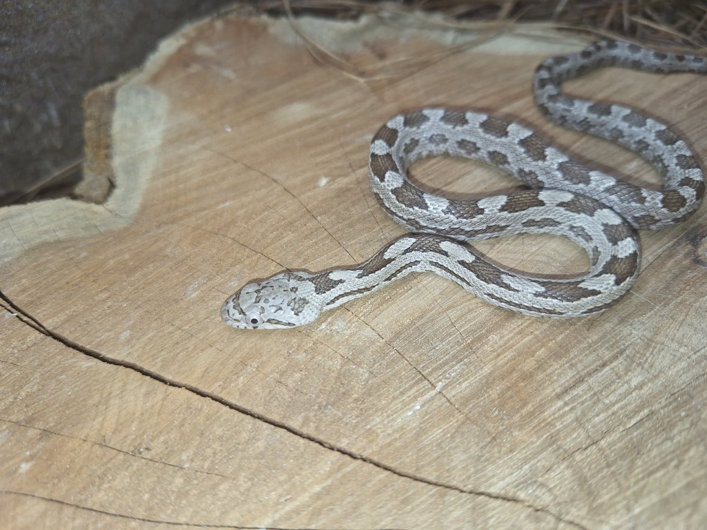Rat