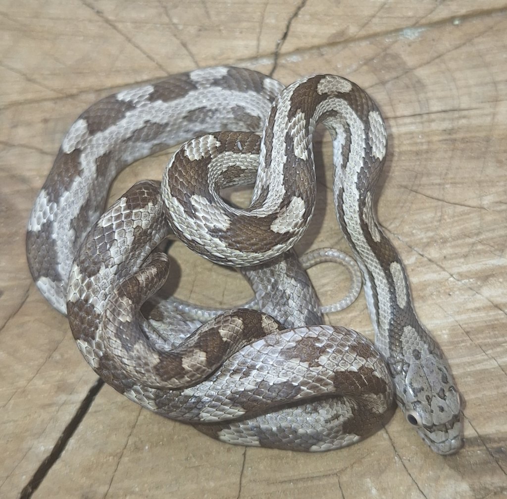 Rat