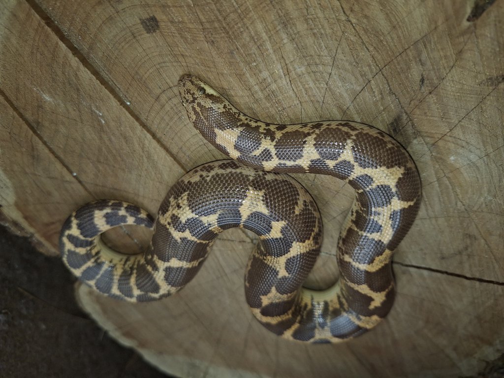 Boa