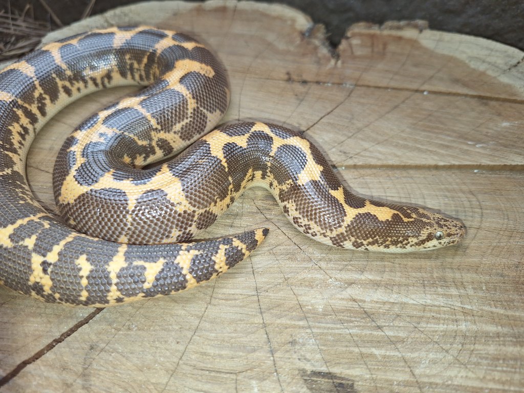 Boa