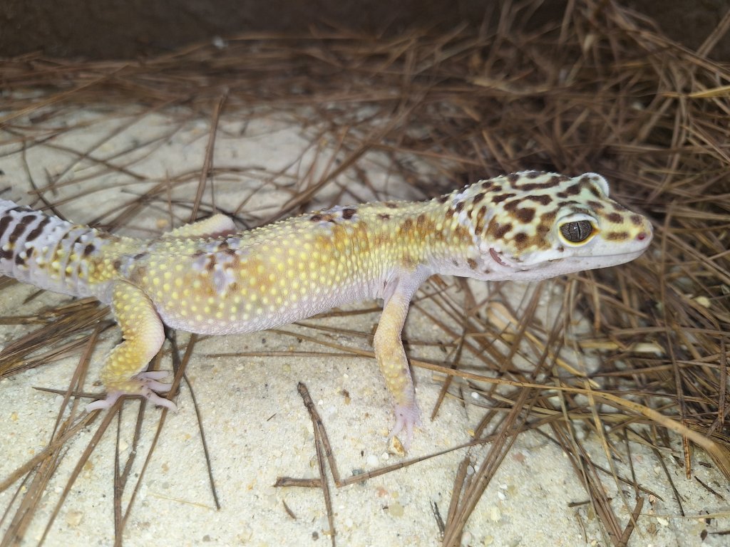 Leopard