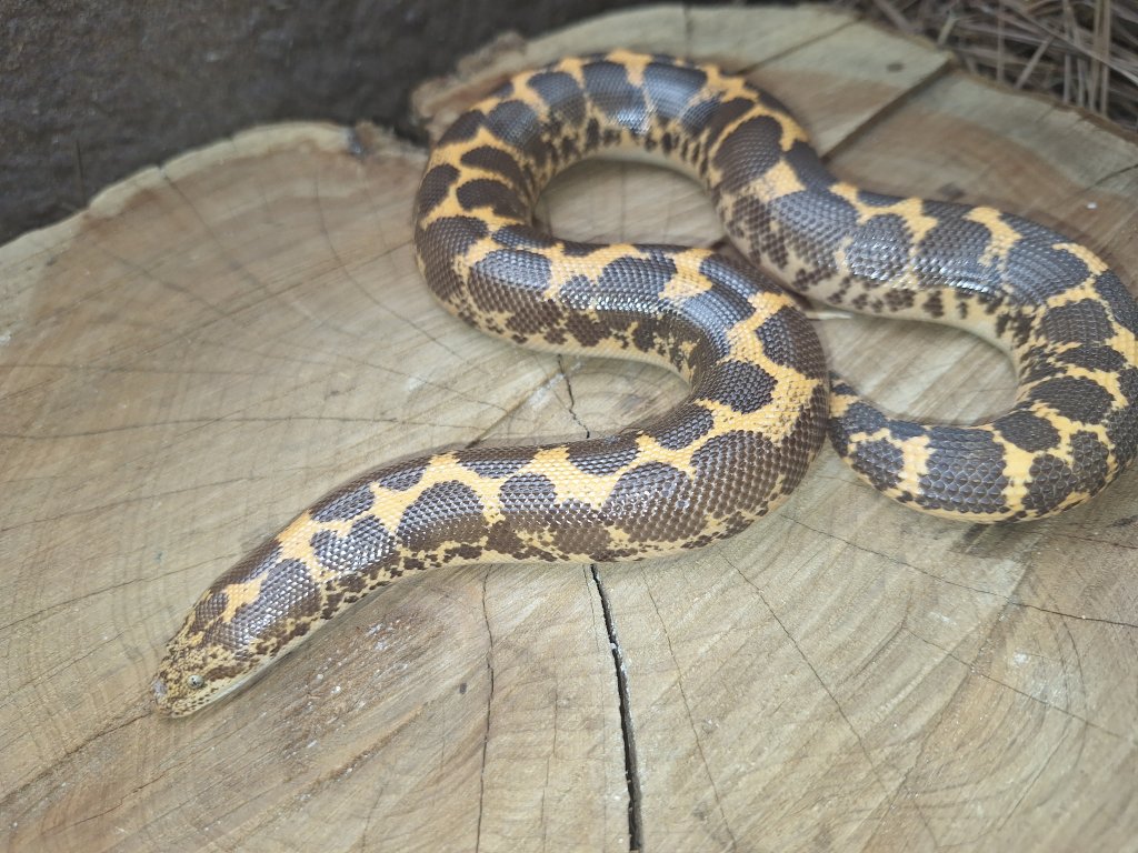 Albino