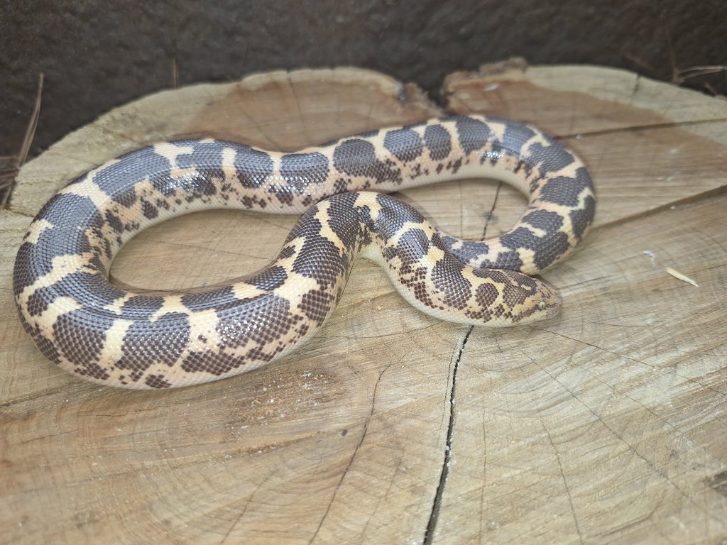 Rosy, Sand, & Rubber Boas Kenyan Sand Boa. Female.