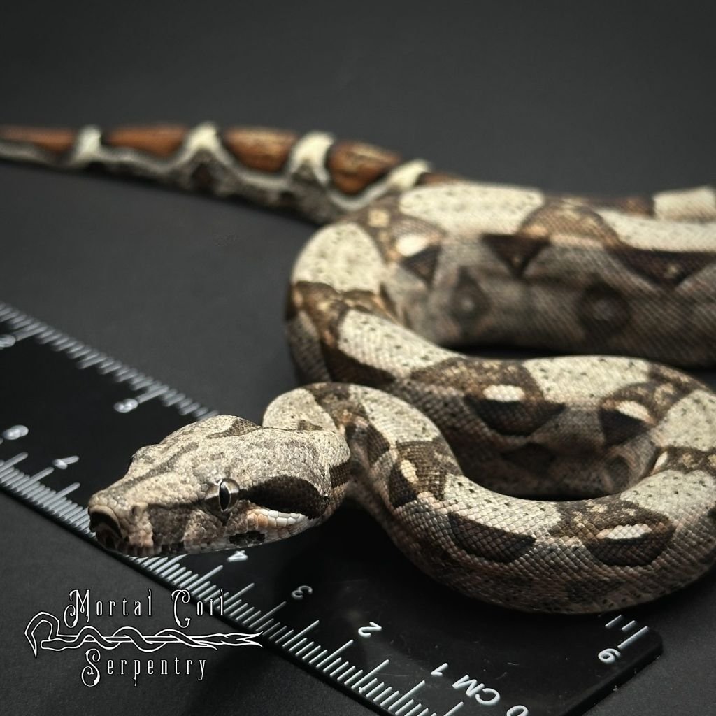 Boa