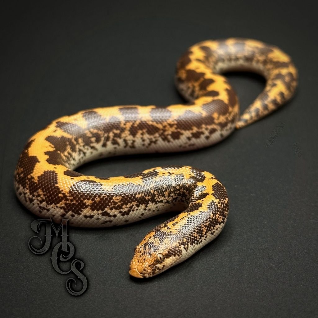 Boa