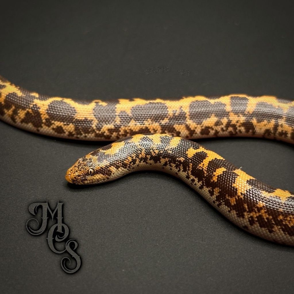 Boa