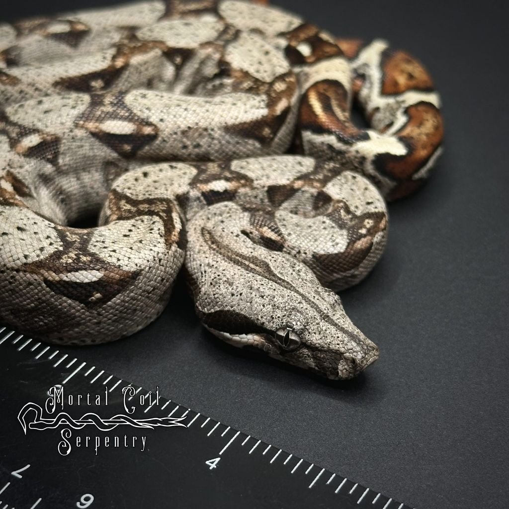 Boa