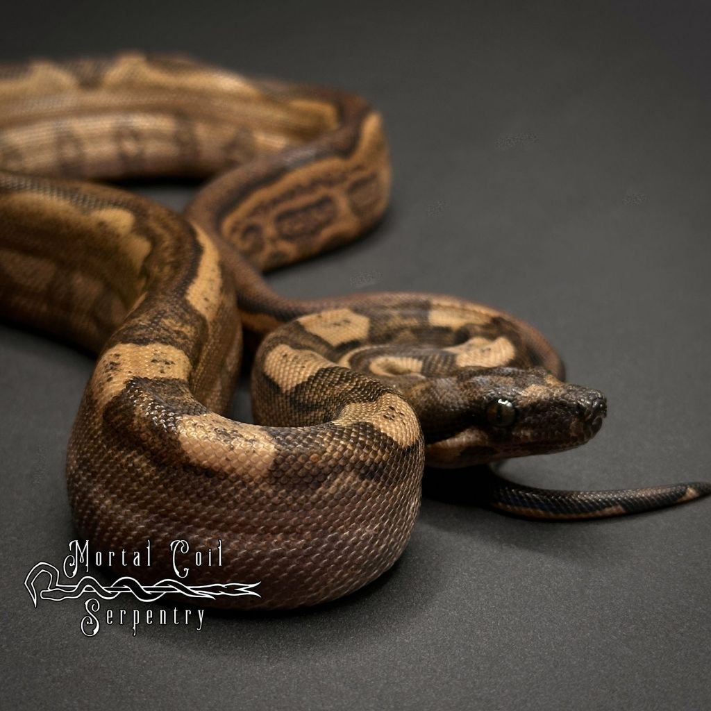 Boa