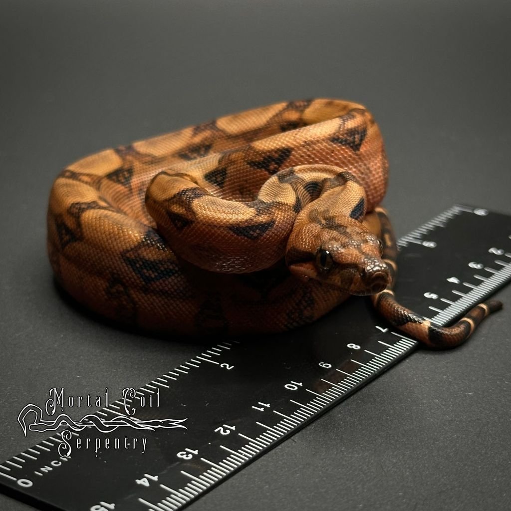Boa