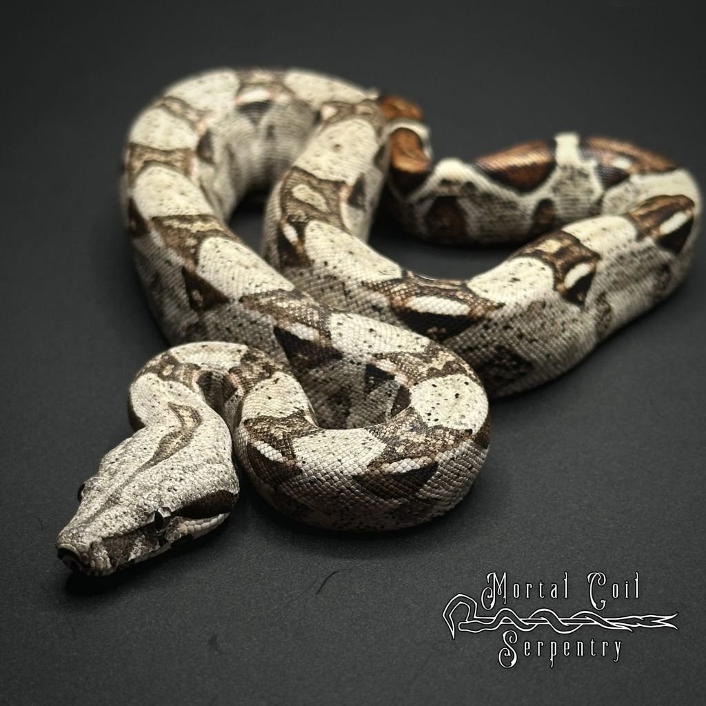Boa