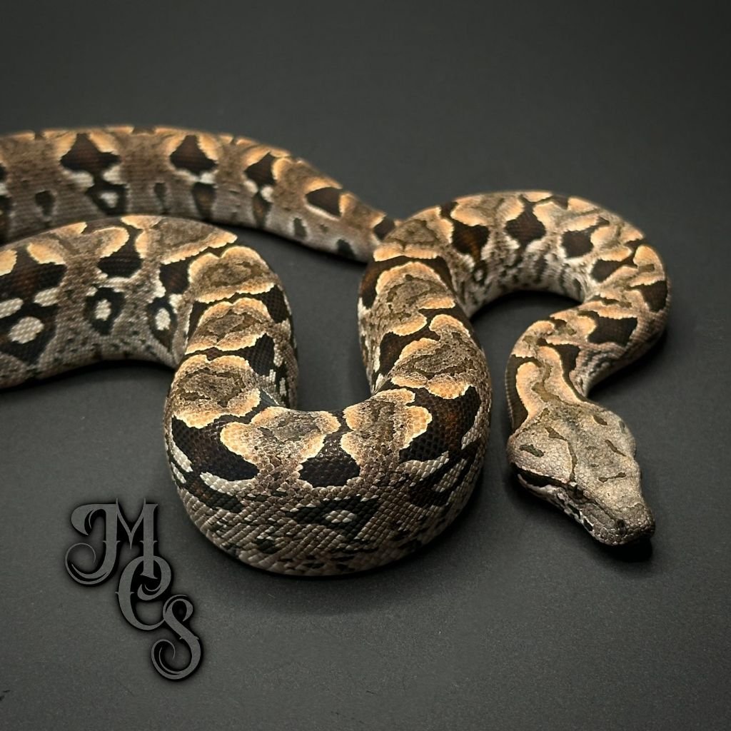 Boa (Boa, Male) in Winston-Salem, NC