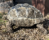 contains images