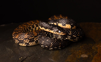 contains images