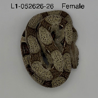 contains images