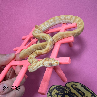 contains images
