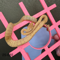 contains images
