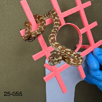 contains images