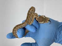 contains images