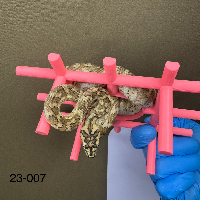 contains images