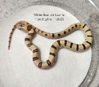 contains images