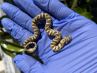 contains images