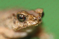 contains images
