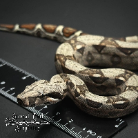 contains images